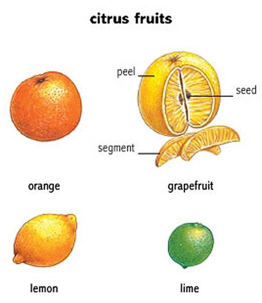 learning about citrus fruits